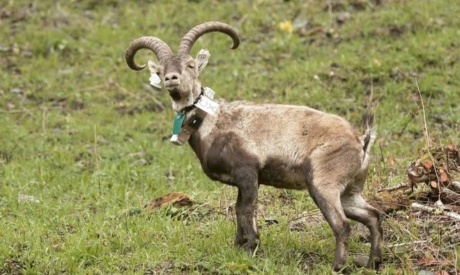 Dê núi Pyrenean Ibex