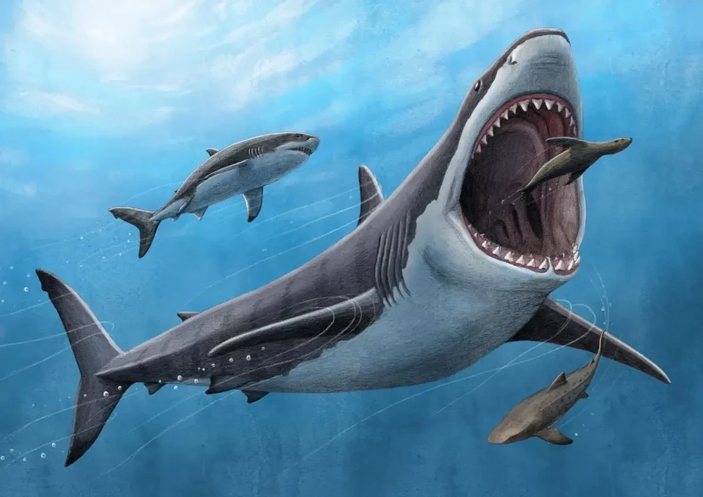 Khoa học chứng minh cá mập khổng lồ megalodon là loài máu nóng | Vietnam+ (VietnamPlus)